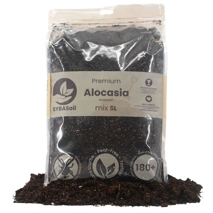 ALOCASIA MIX