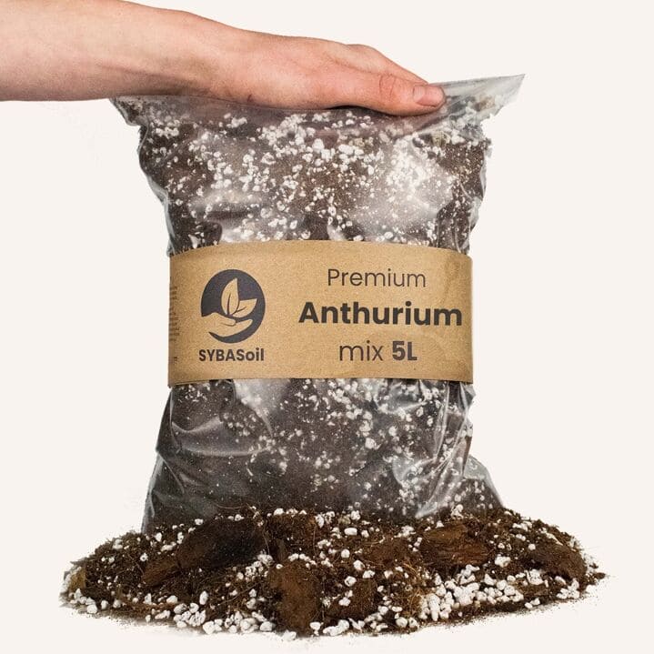 ANTHURIUM MIX