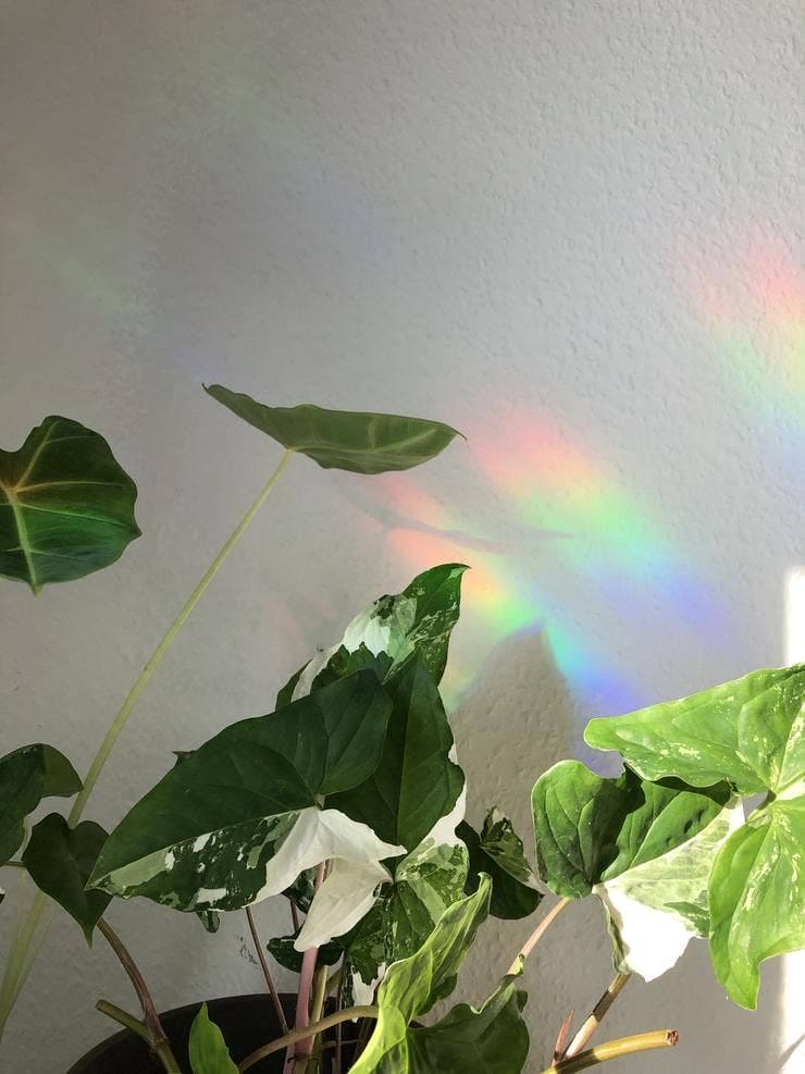 Attrape soleil - FEUILLE PHILODENDRON