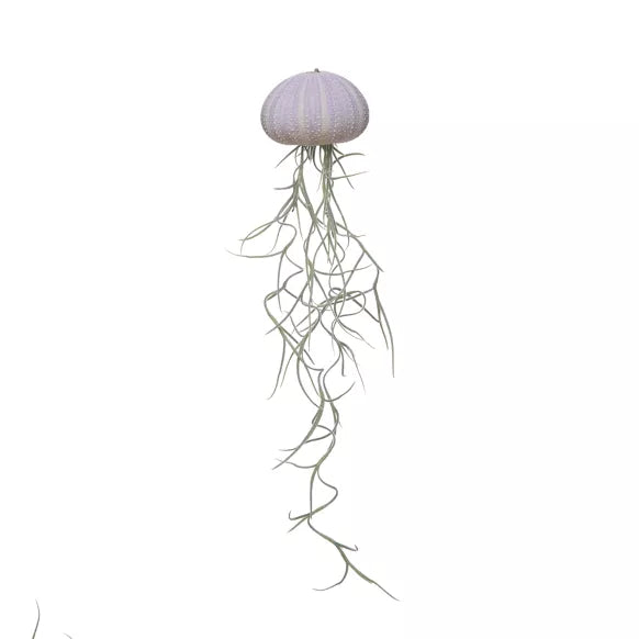 TILLANDSIA usneoides méduse violette