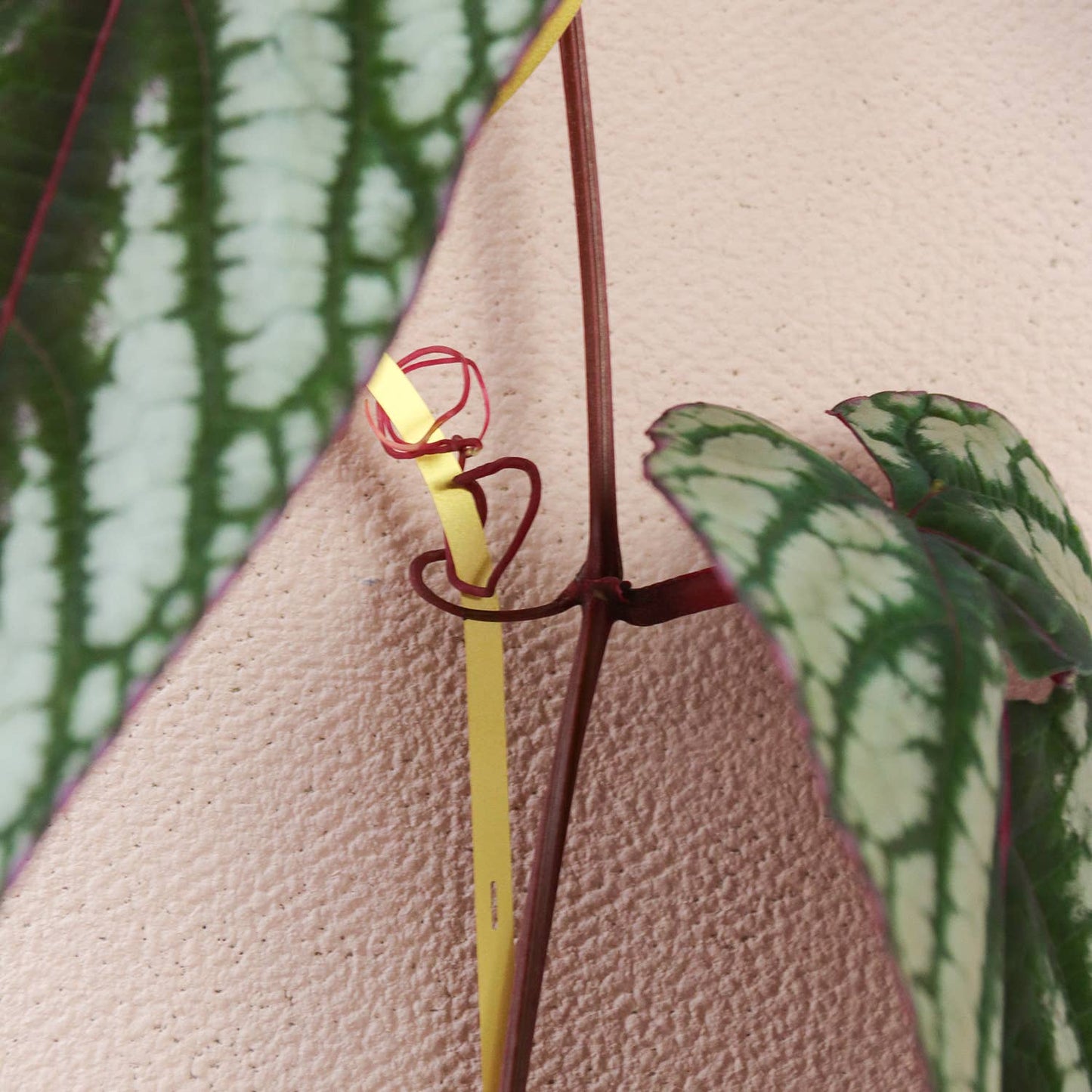 CHAINES EN LAITON pour plantes grimpantes