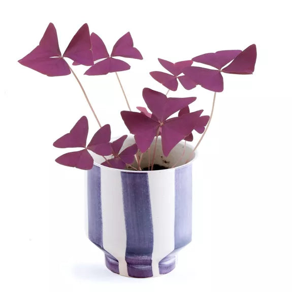 OXALYS à faire pousser