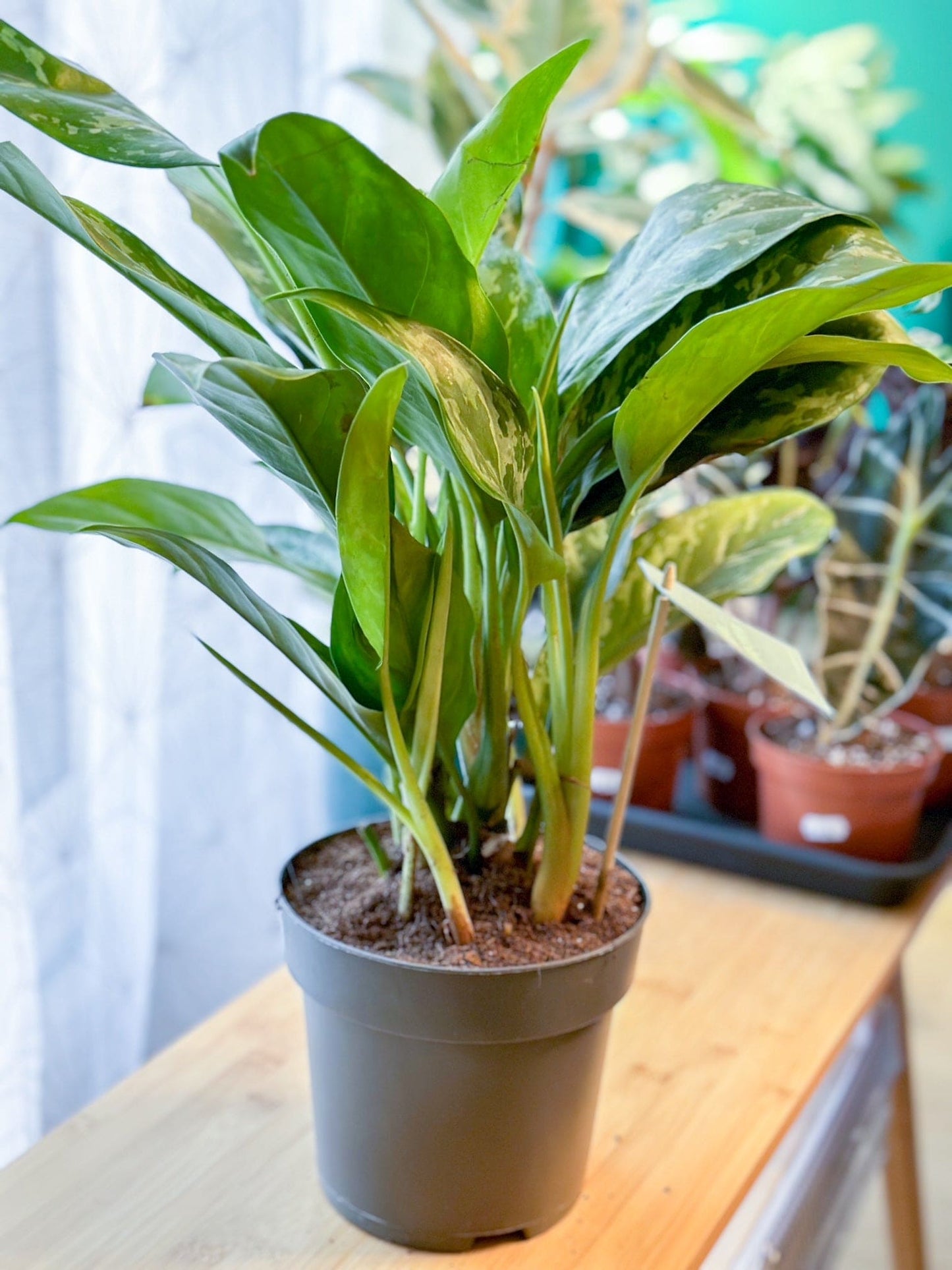 Aglaonema MARIA