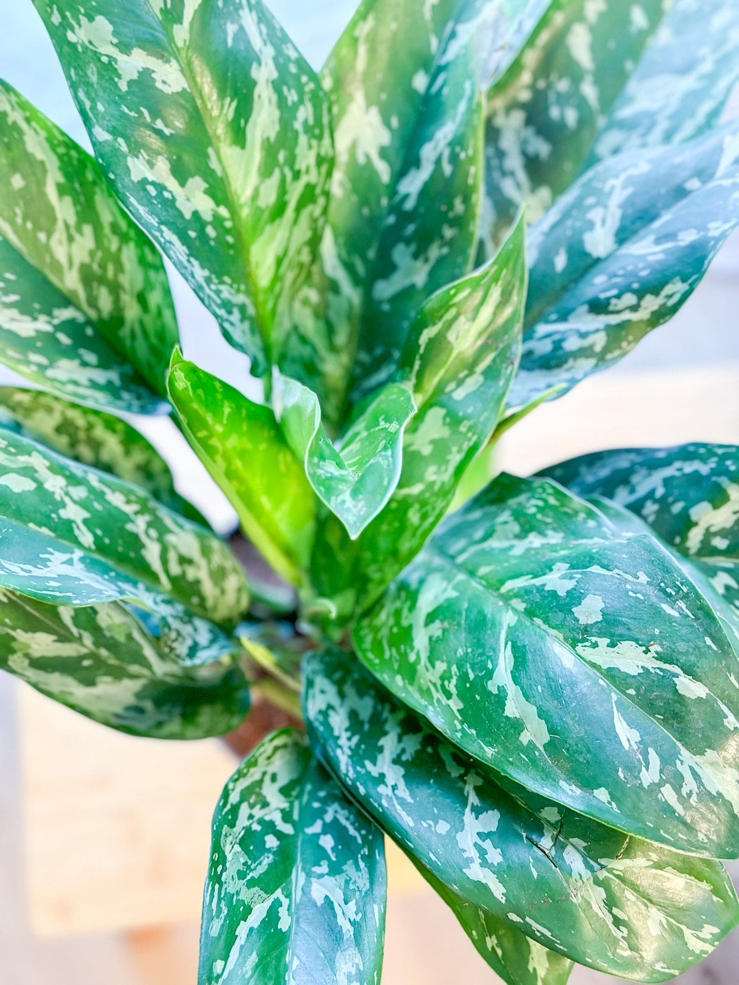 Aglaonema MARIA