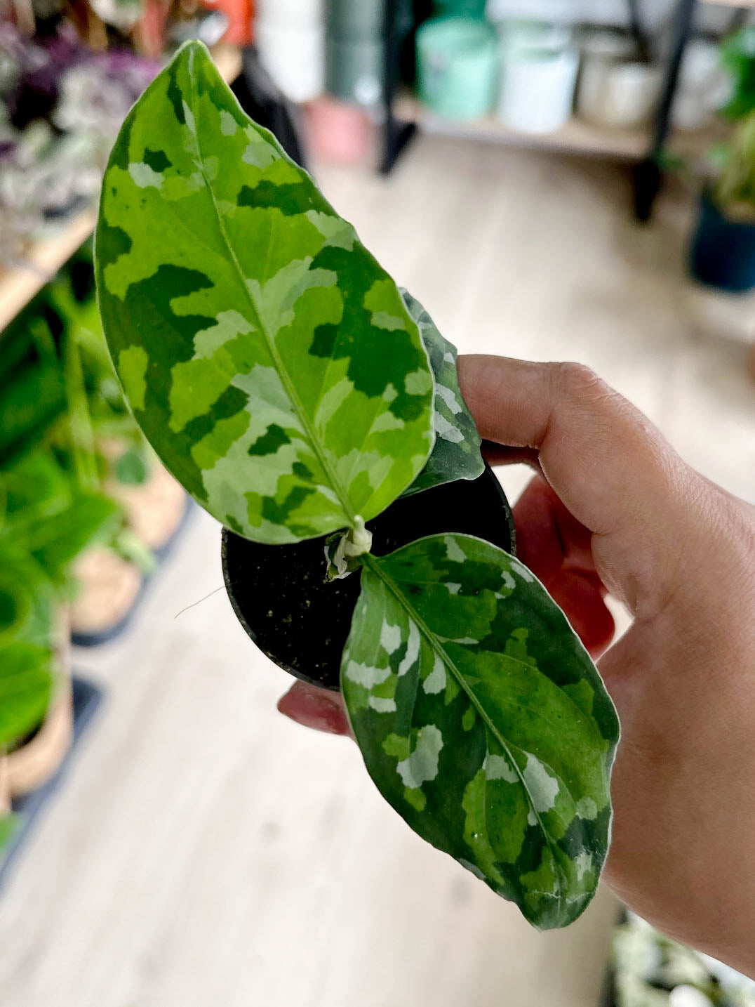 Aglaonema PICTUM TRICOLOR