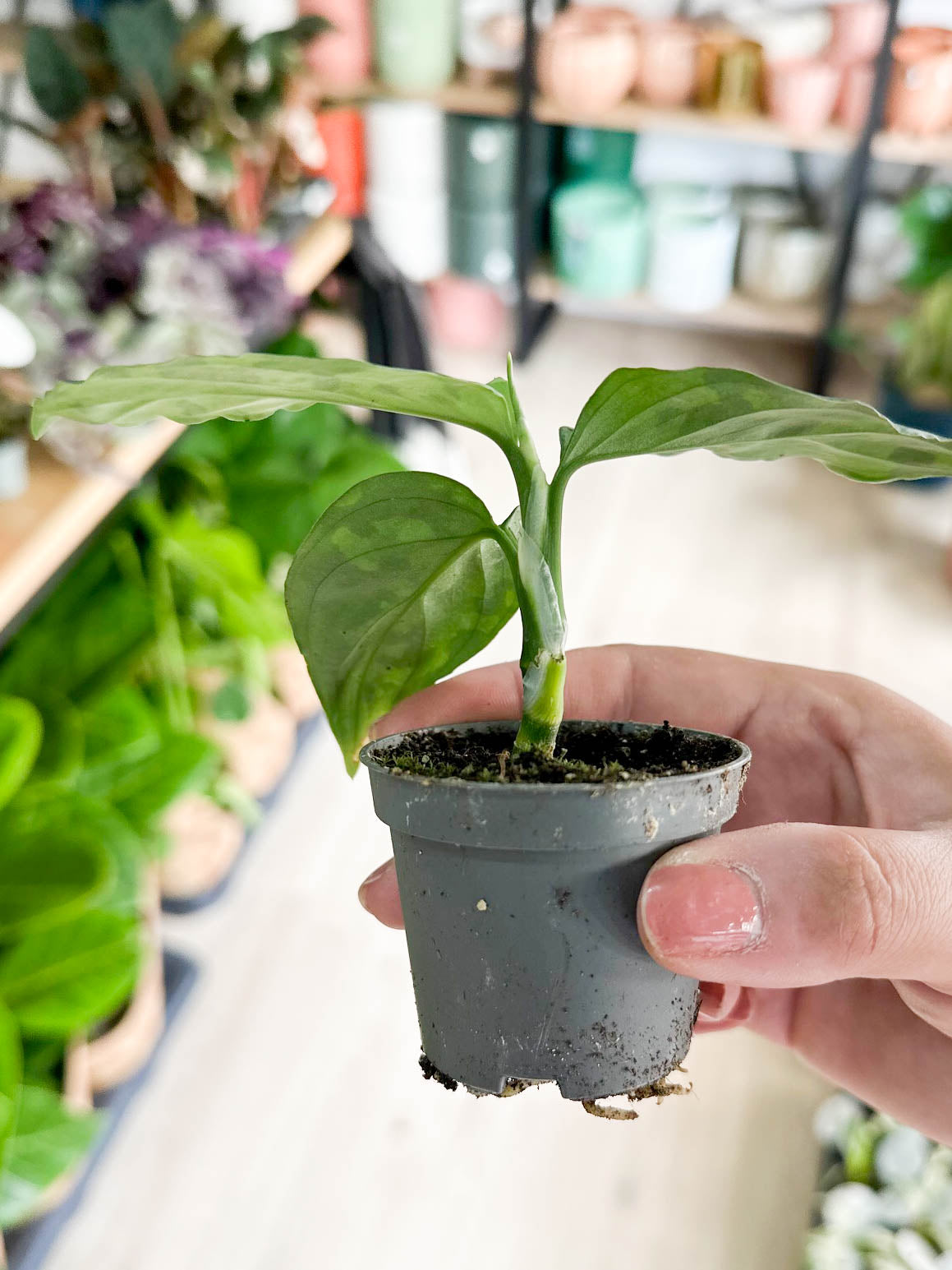 Aglaonema PICTUM TRICOLOR