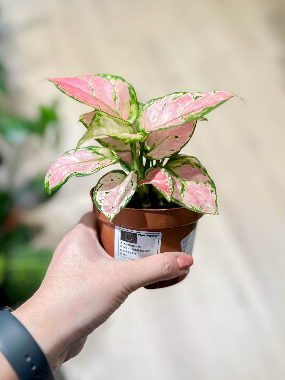 Aglaonema PINK STAR