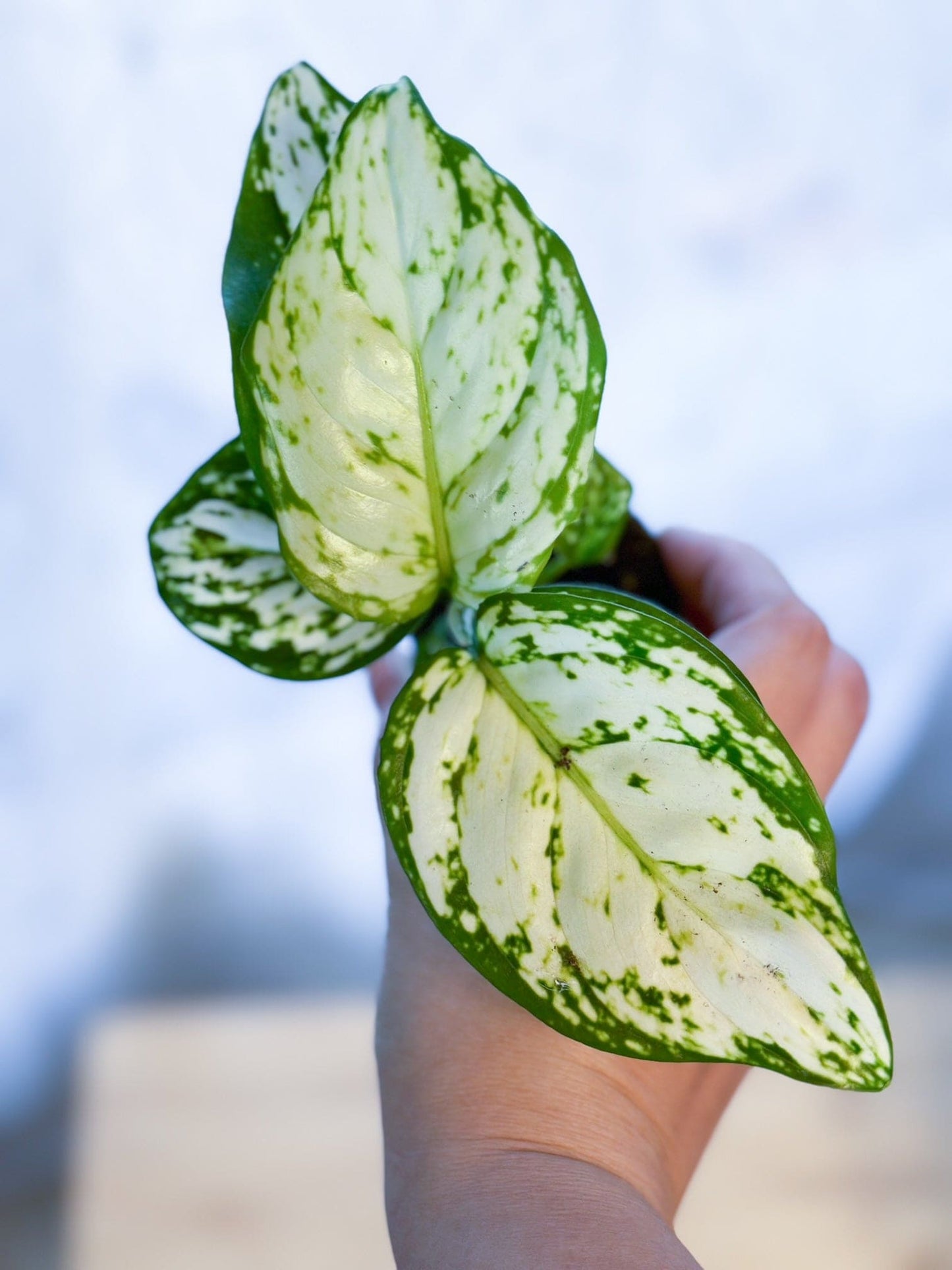 Aglaonema SNOWFLAKE