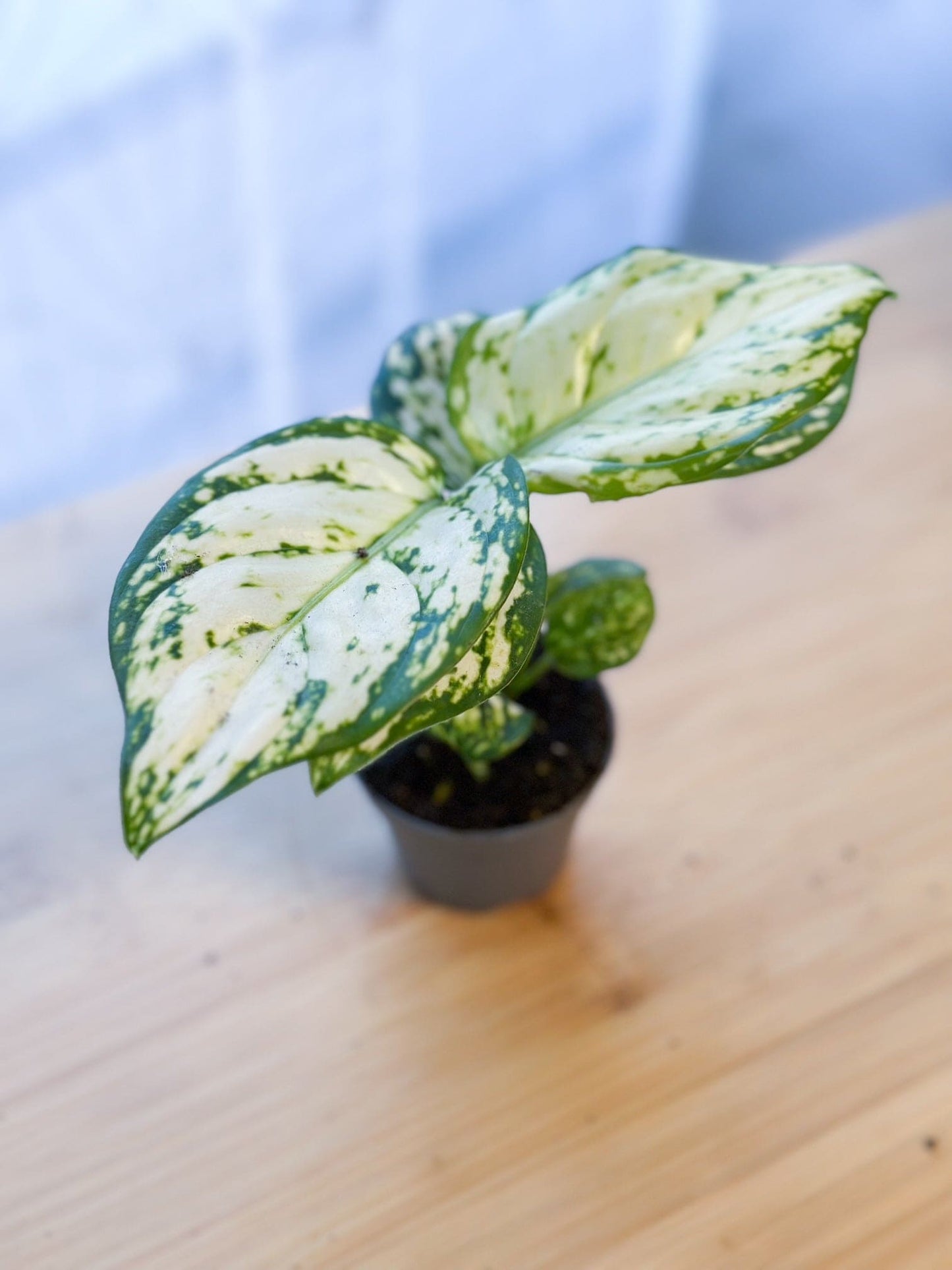 Aglaonema SNOWFLAKE