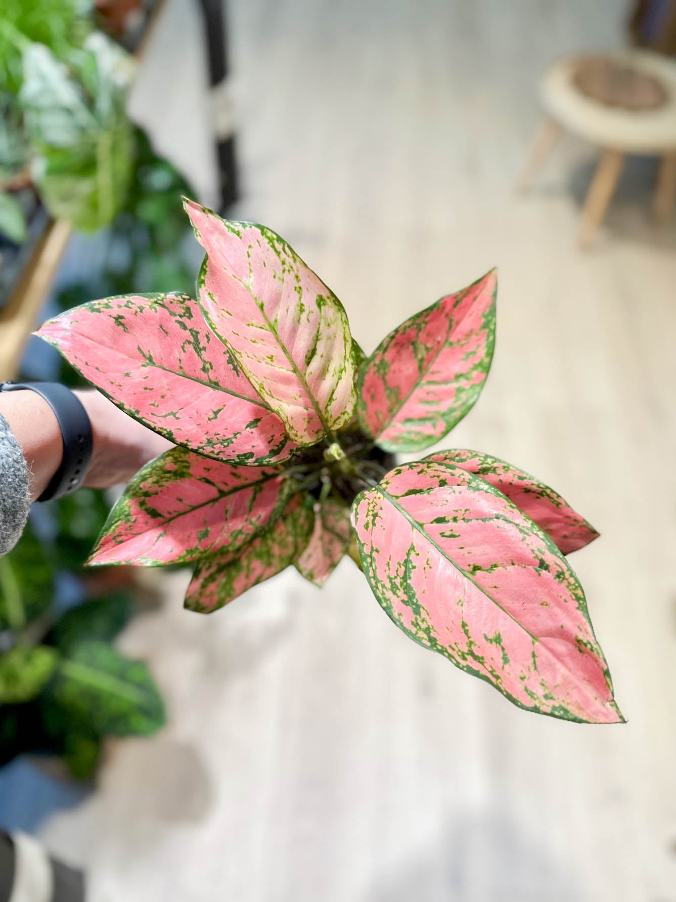 Aglaonema VALENTINE