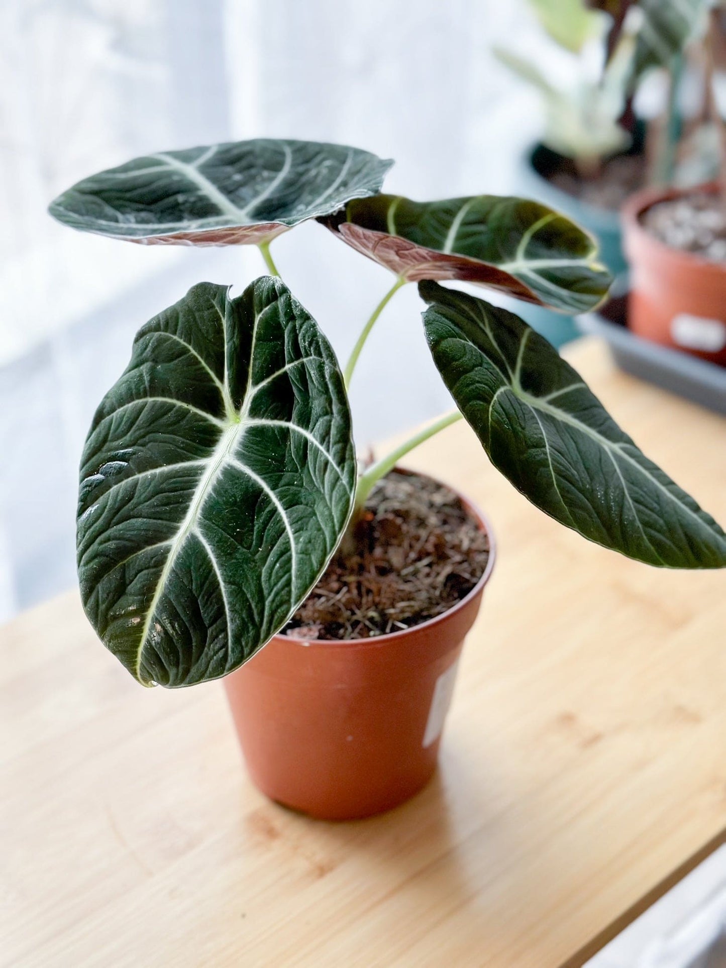 Alocasia BLACK VELVET