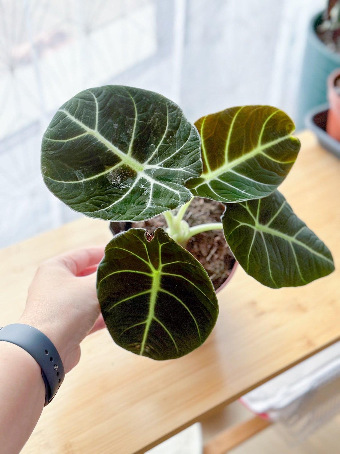 Alocasia BLACK VELVET