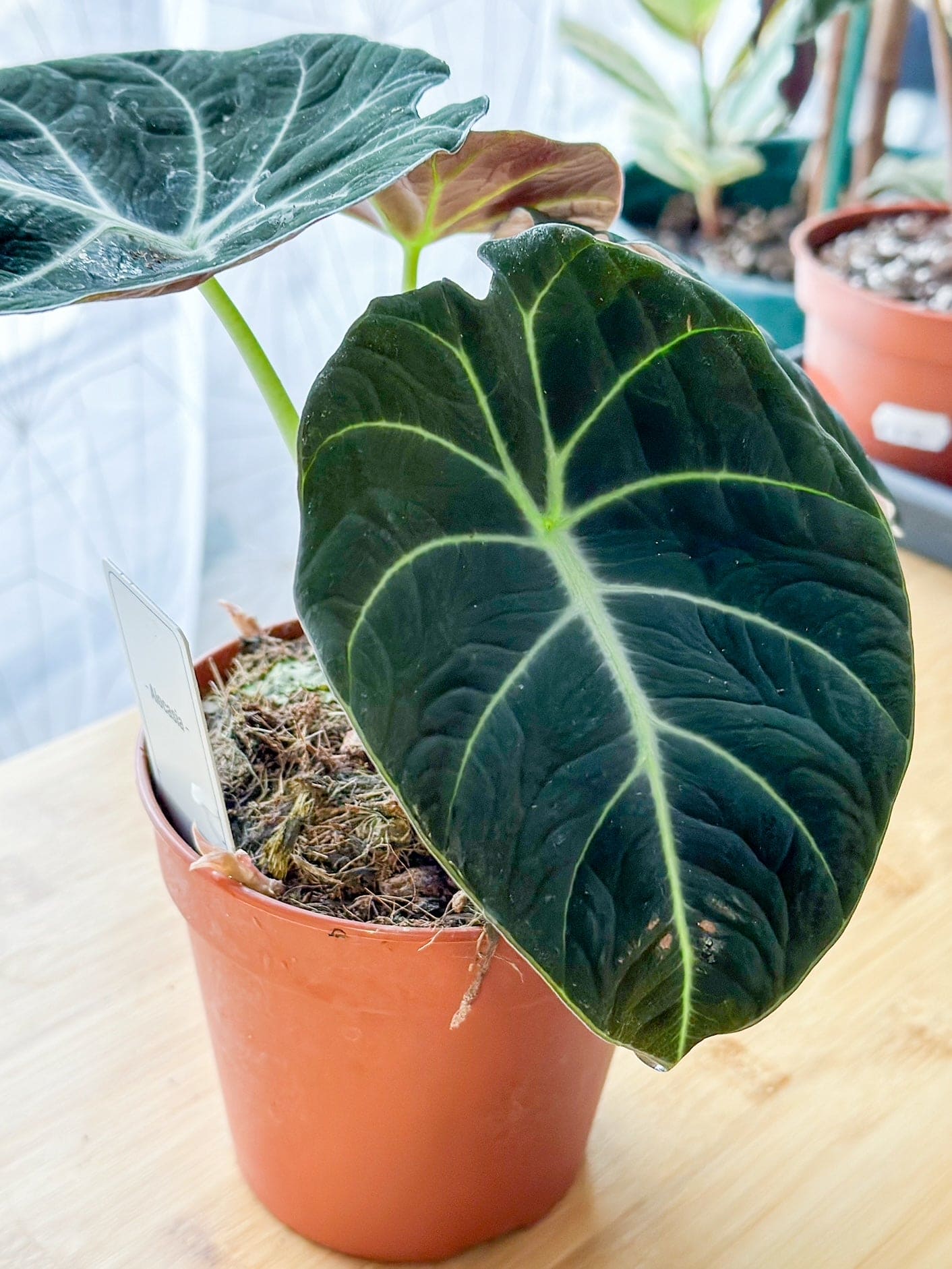 Alocasia BLACK VELVET