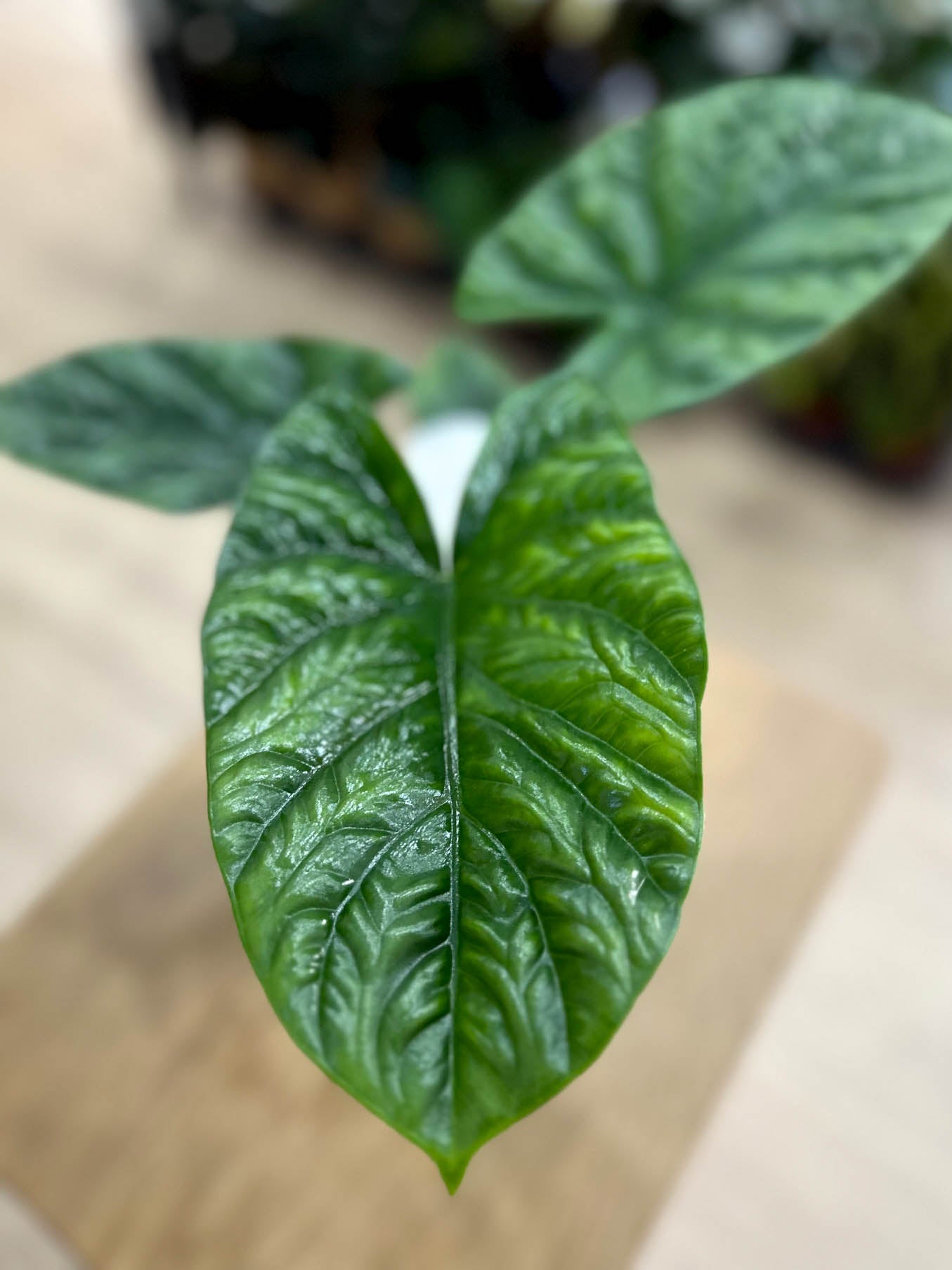 Alocasia LUKIWAN