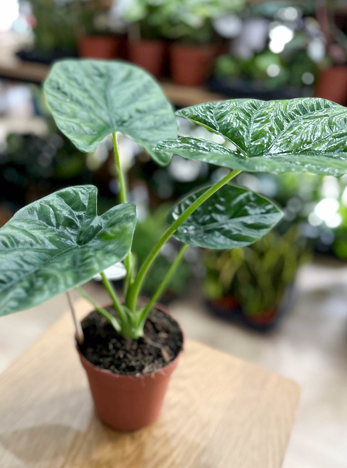 Alocasia LUKIWAN