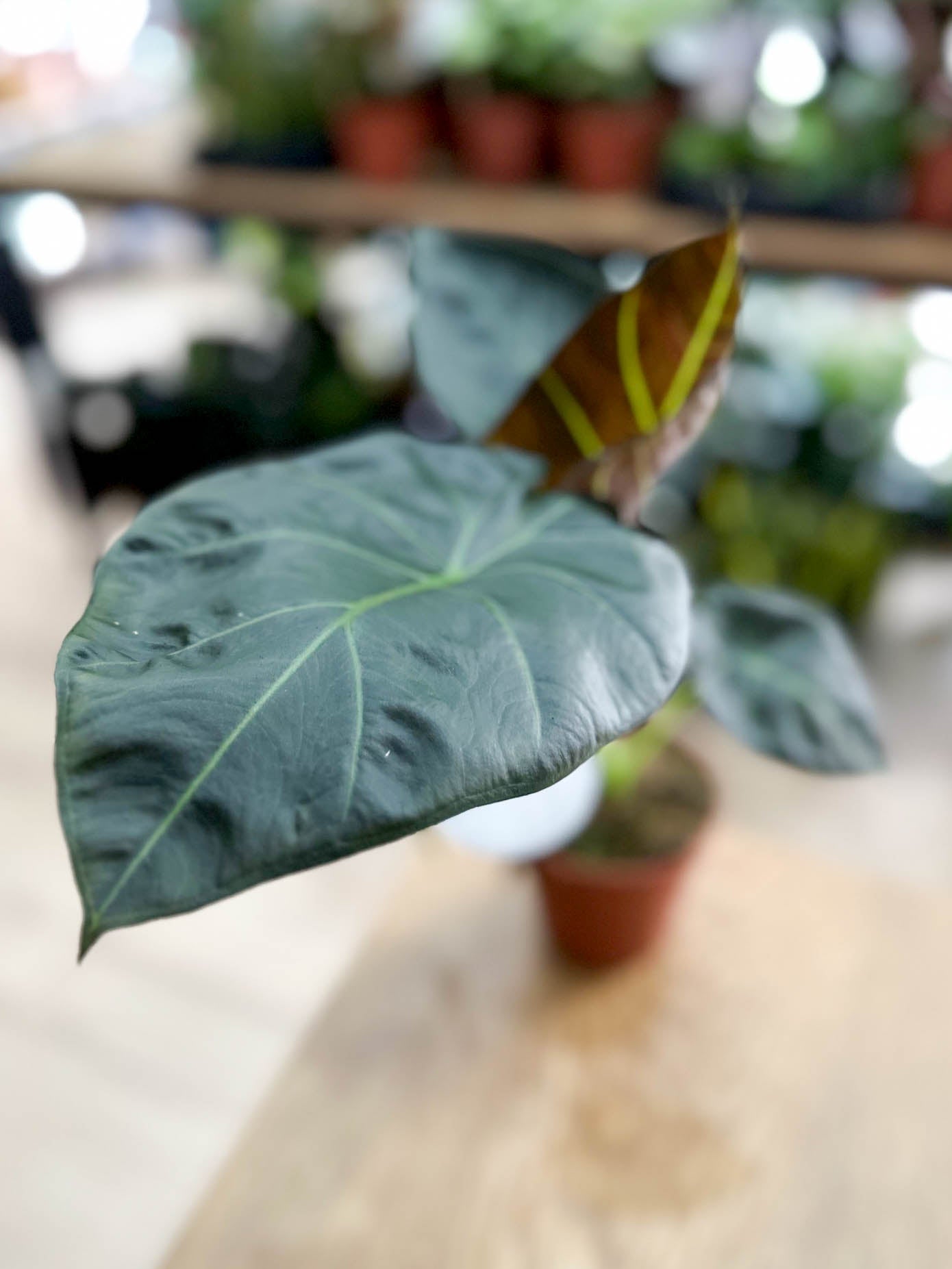 Alocasia REGAL SHIELD