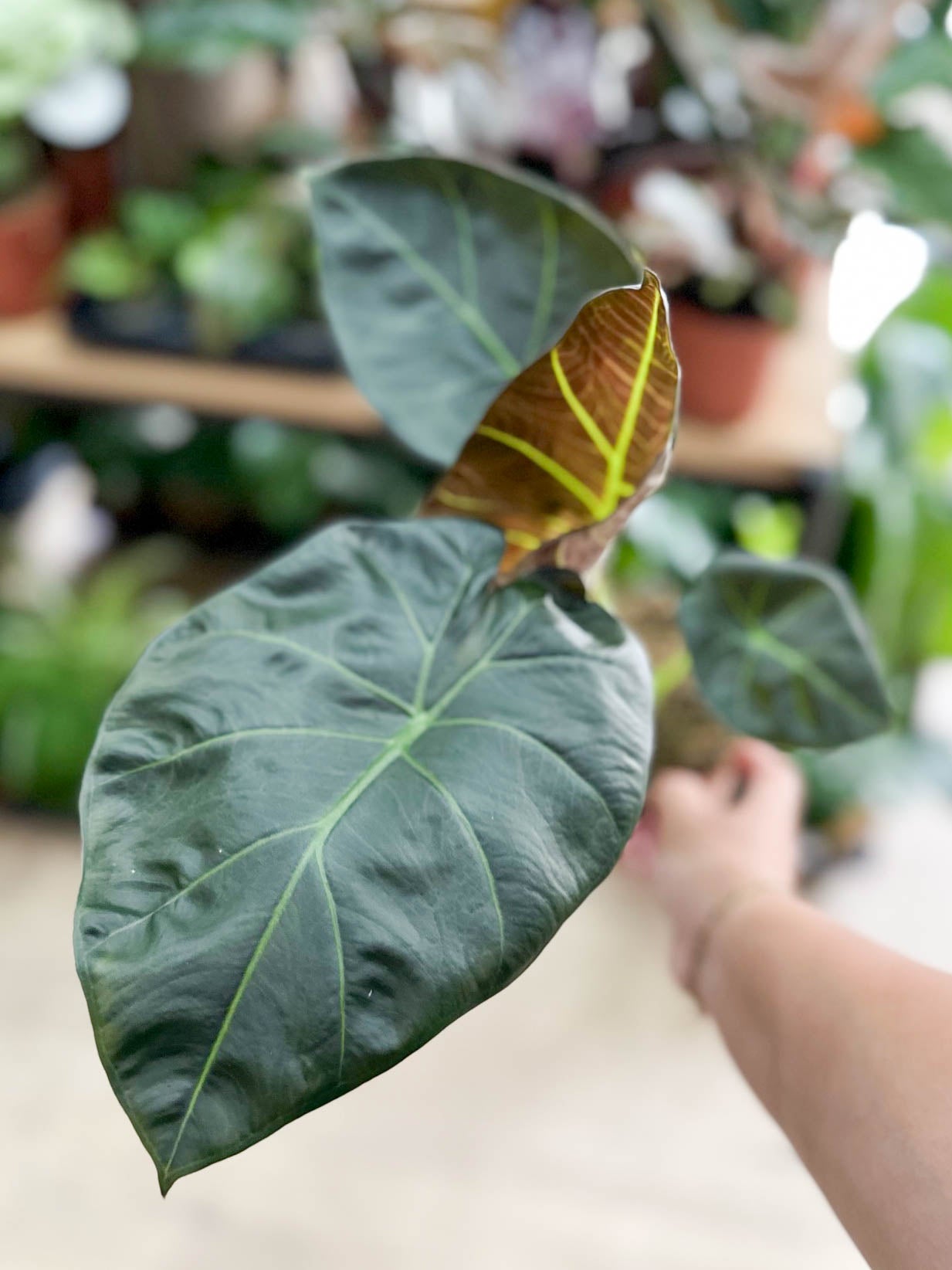 Alocasia REGAL SHIELD