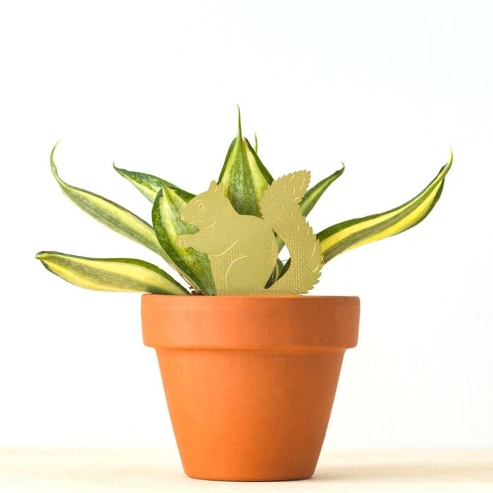 Plant animal - ECUREUIL