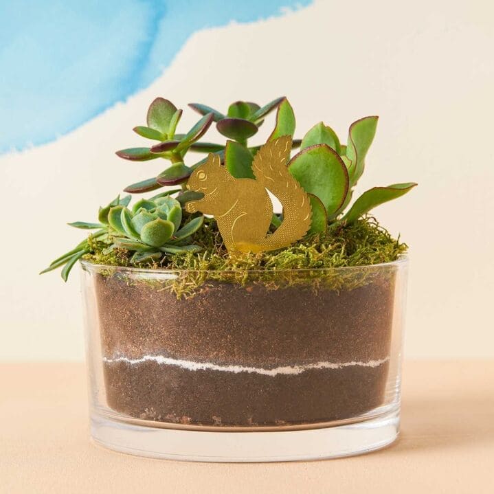 Plant animal - ECUREUIL