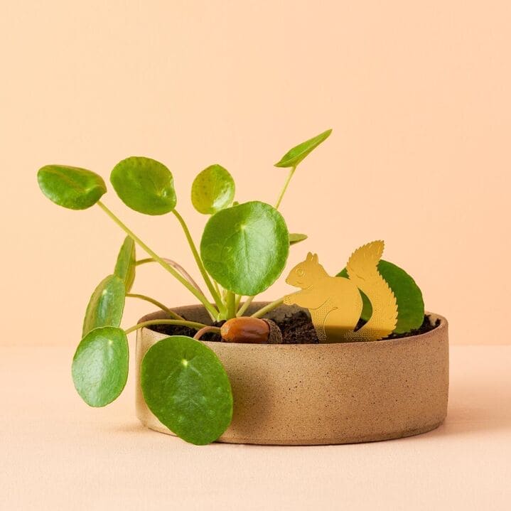 Plant animal - ECUREUIL