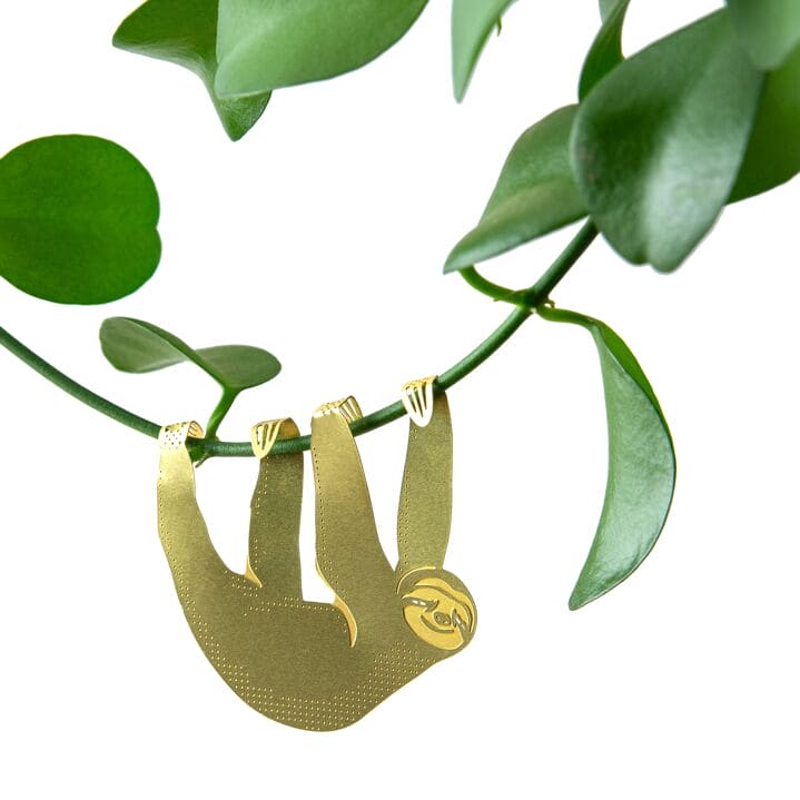 Plant animal - PARESSEUX