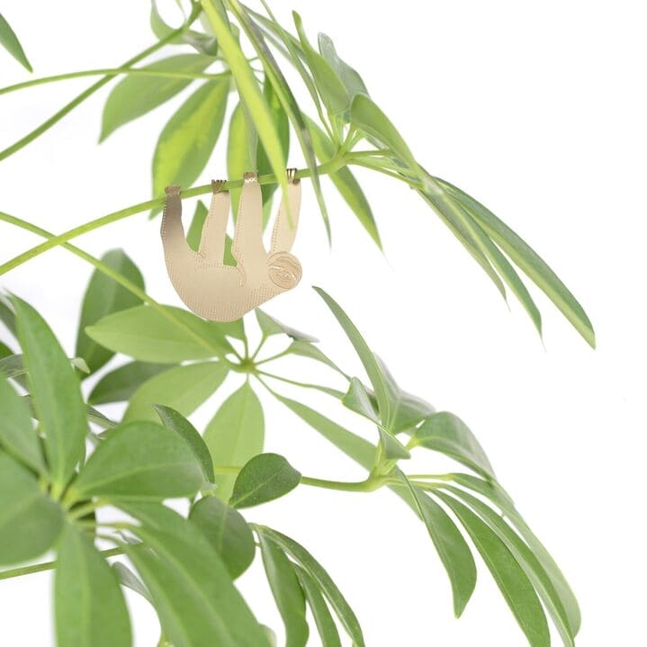 Plant animal - PARESSEUX