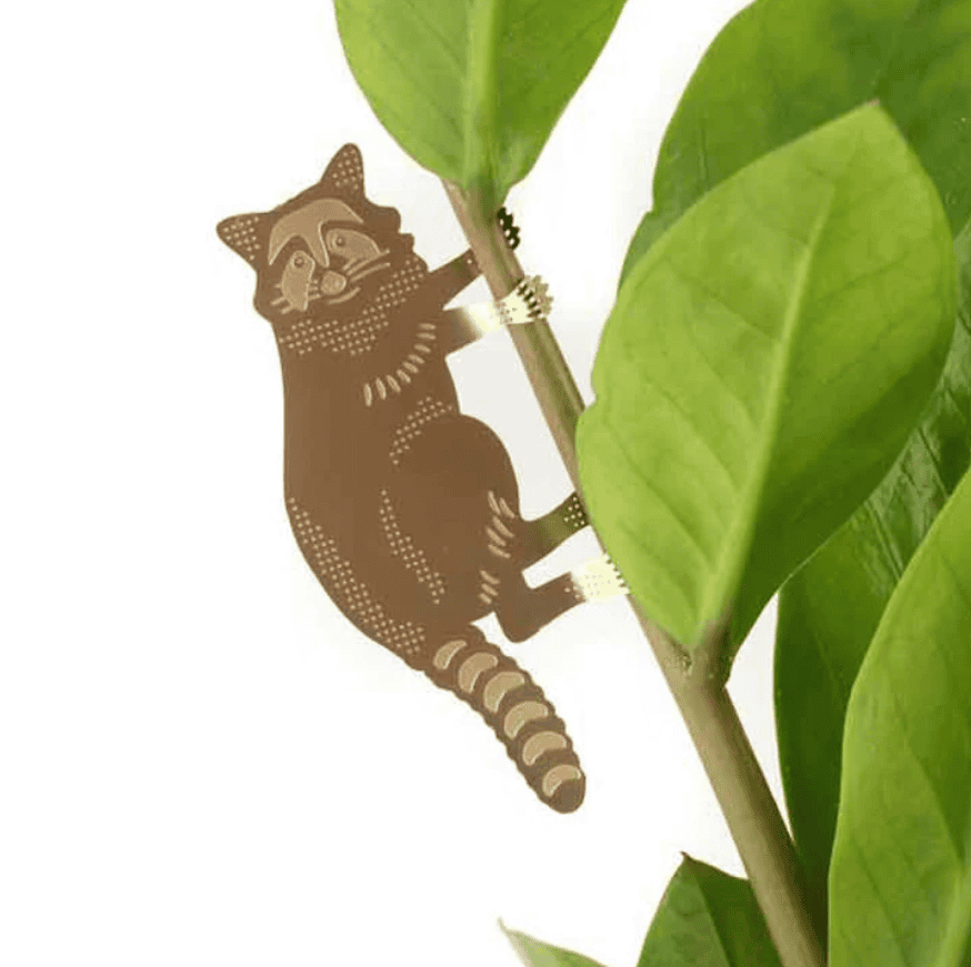 Plant animal - RATON LAVEUR