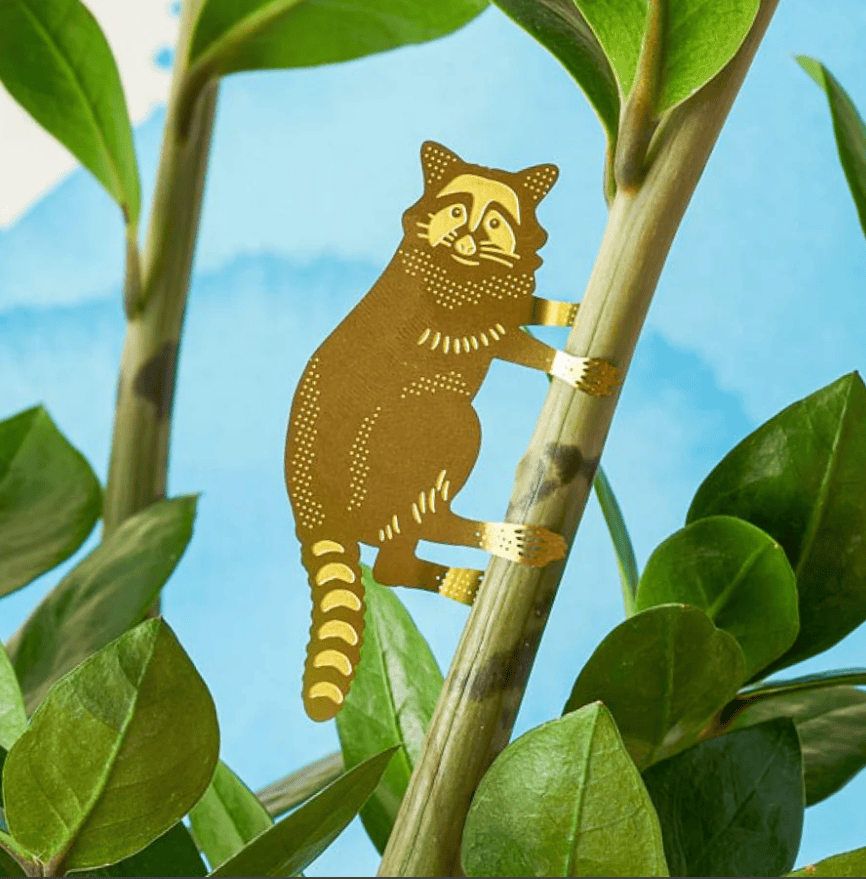 Plant animal - RATON LAVEUR