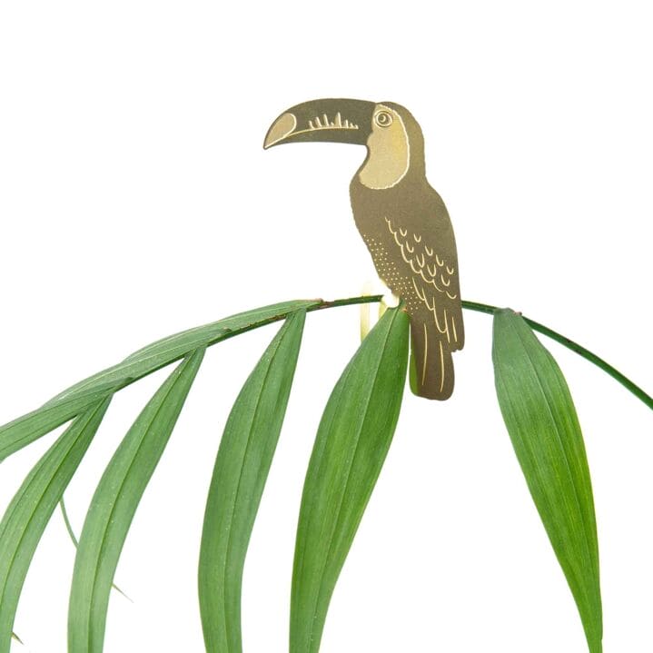 Plant animal - TOUCAN
