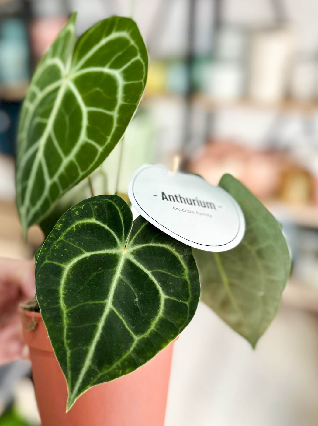 Anthurium CLARINERVIUM