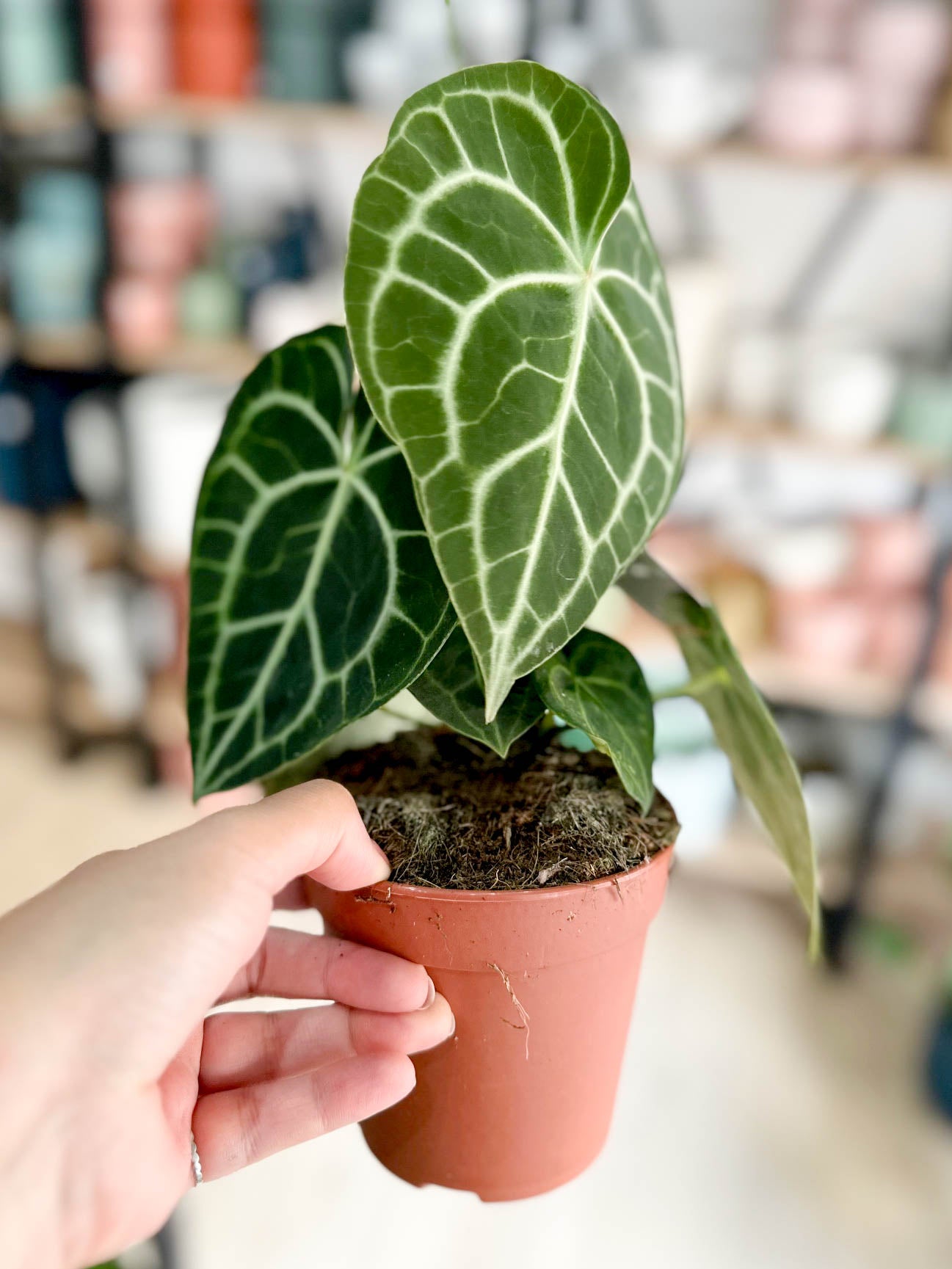 Anthurium CLARINERVIUM