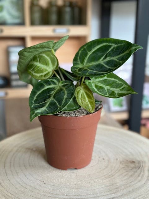 Anthurium CRYSTALLINUM