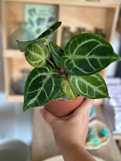 Anthurium CRYSTALLINUM