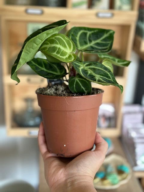 Anthurium CRYSTALLINUM