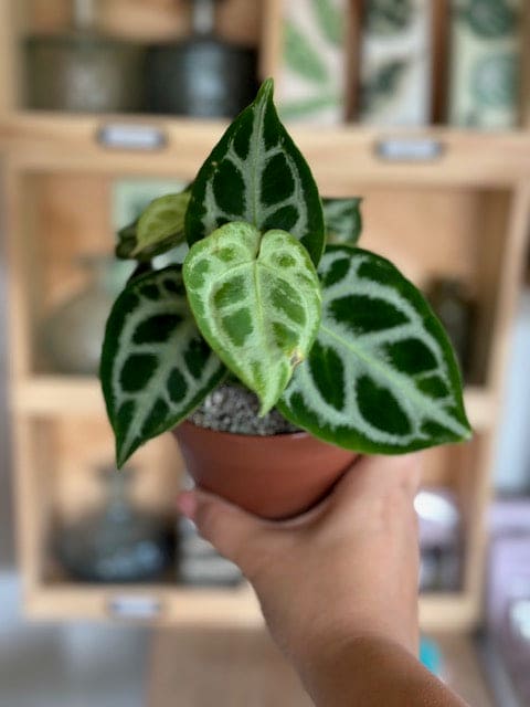 Anthurium SILVER BLUSH