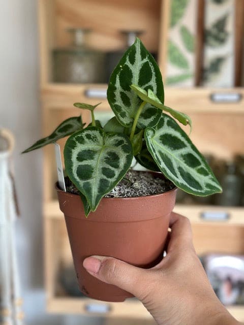 Anthurium SILVER BLUSH