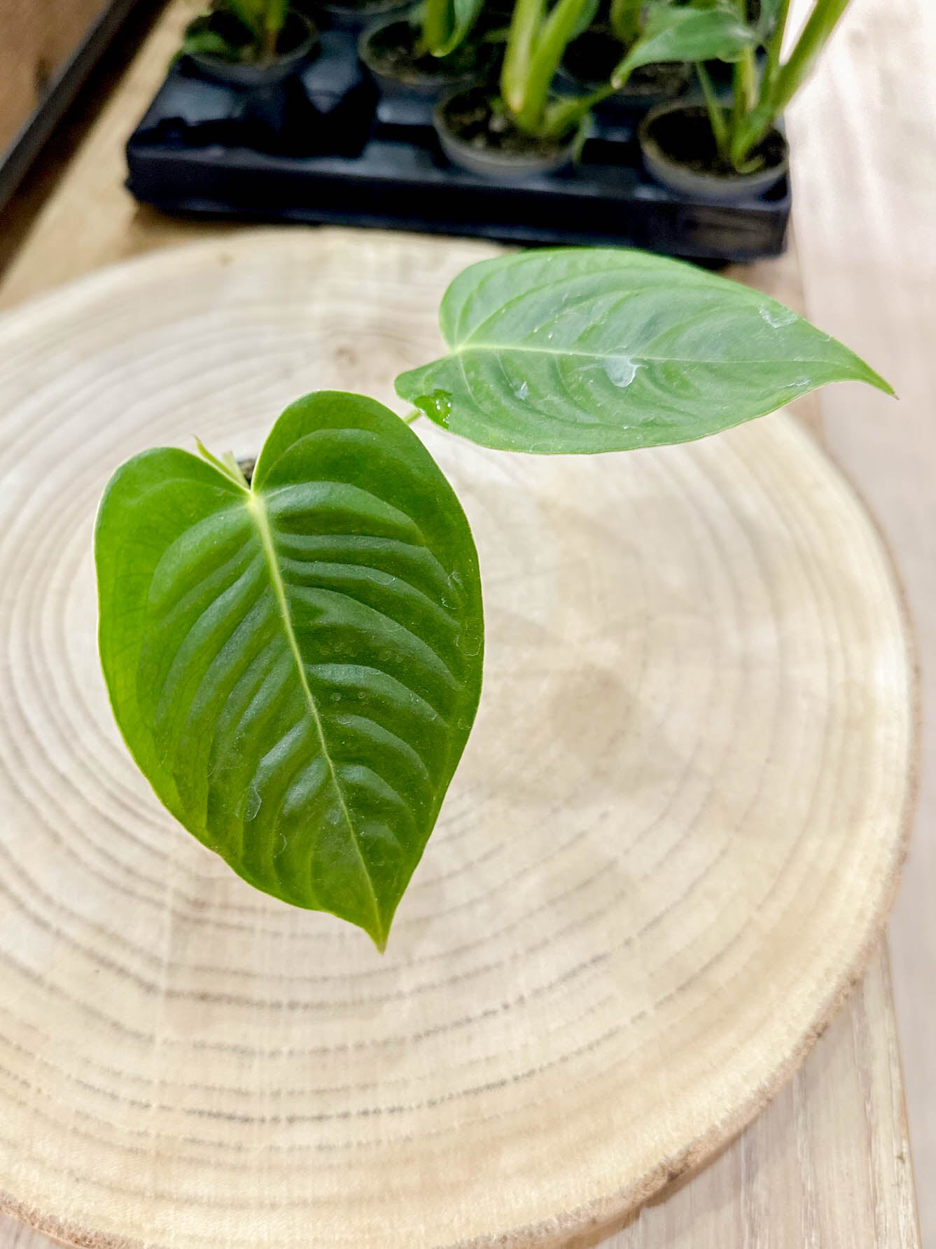 Anthurium VEITCHII