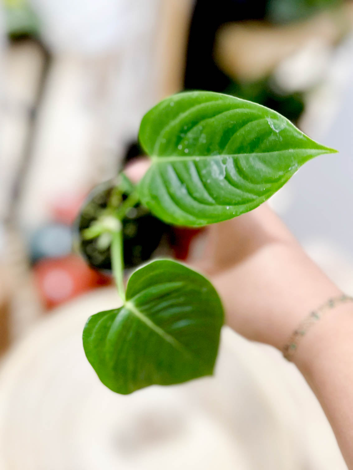 Anthurium VEITCHII