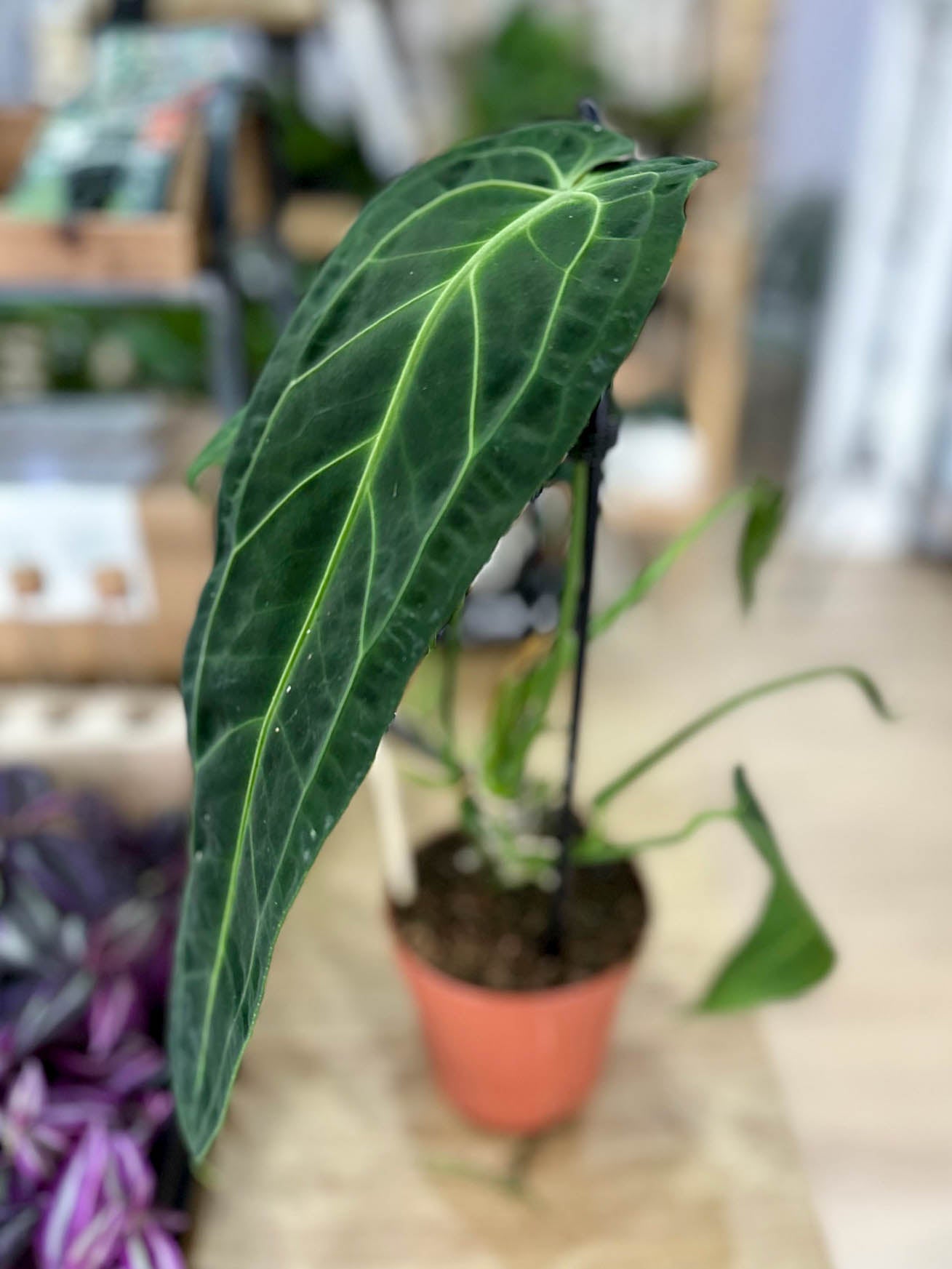Anthurium WAROCQUEANUM