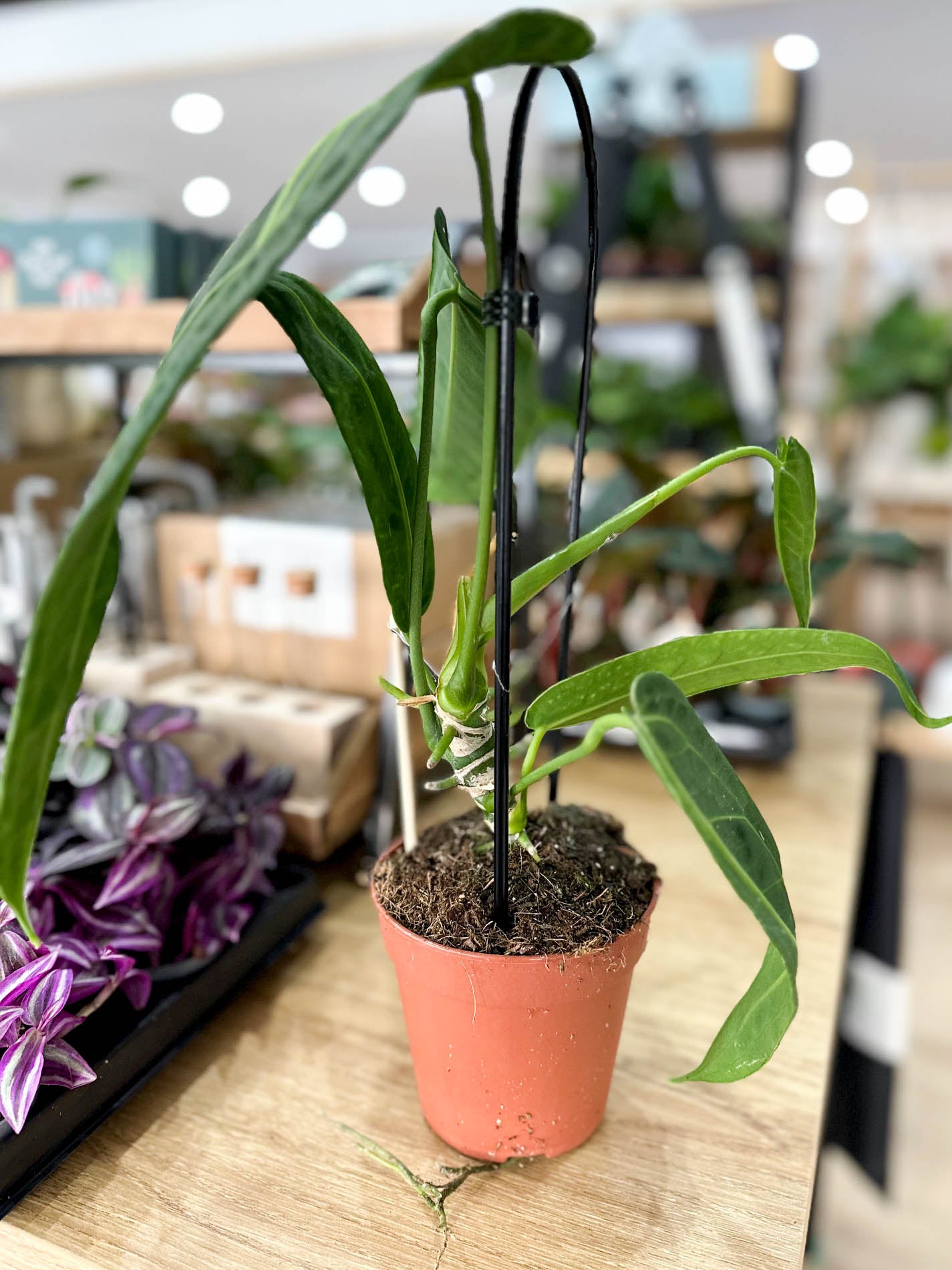 Anthurium WAROCQUEANUM