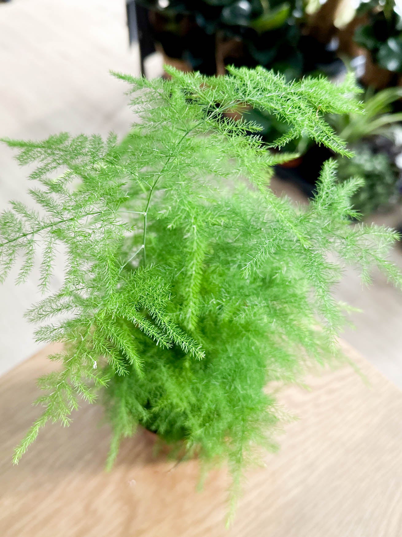 Asparagus SETACEUS