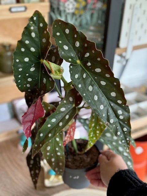 Begonia MACULATA WIGHTII