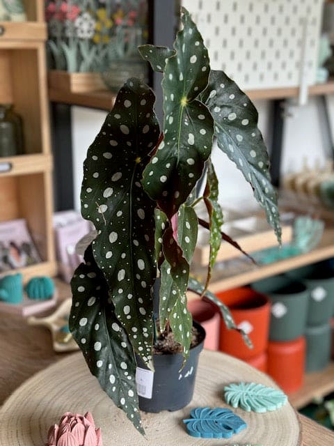 Begonia MACULATA WIGHTII