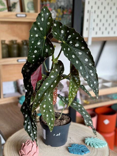 Begonia MACULATA WIGHTII