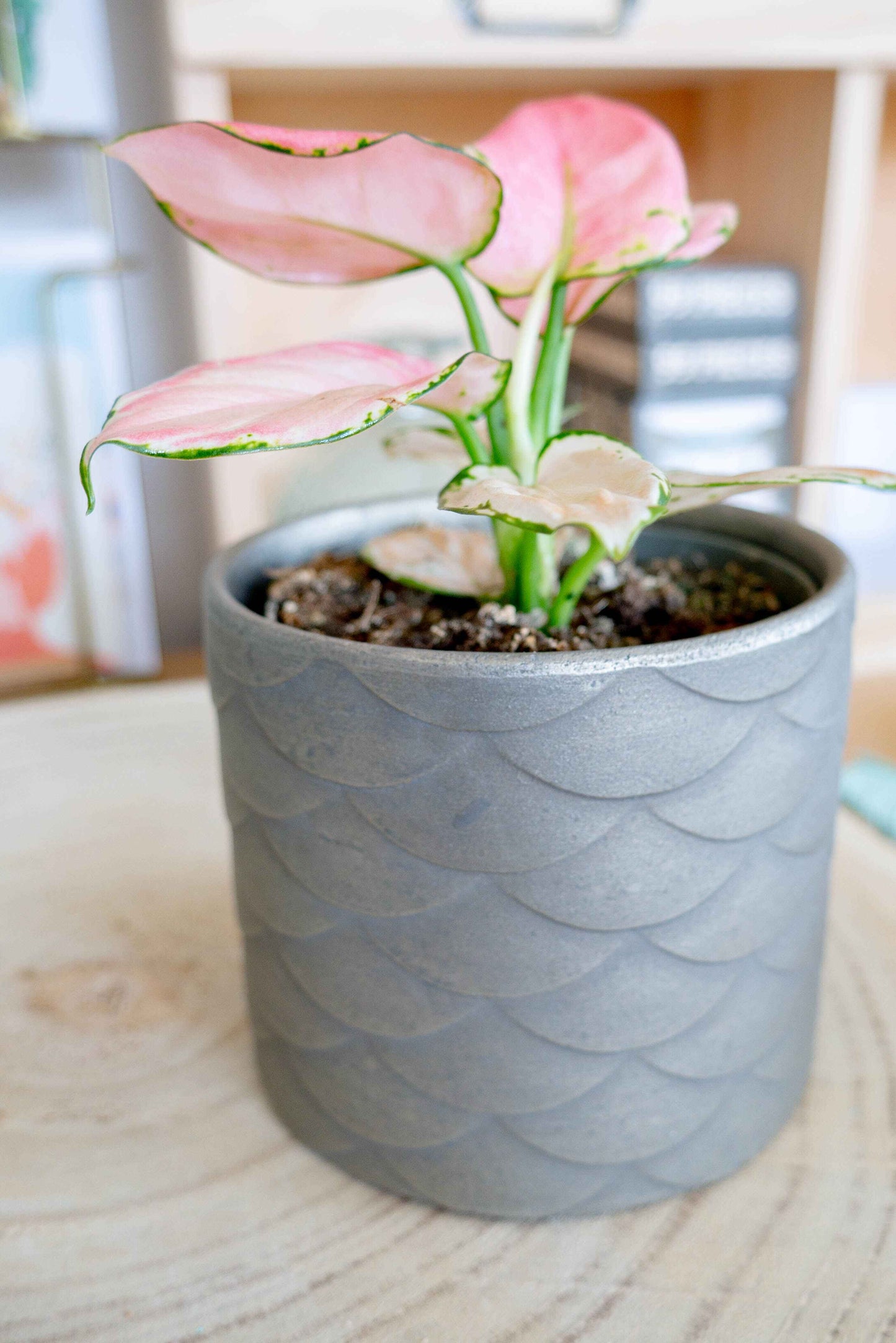 Cache-pot BRONZE ANTIQUE