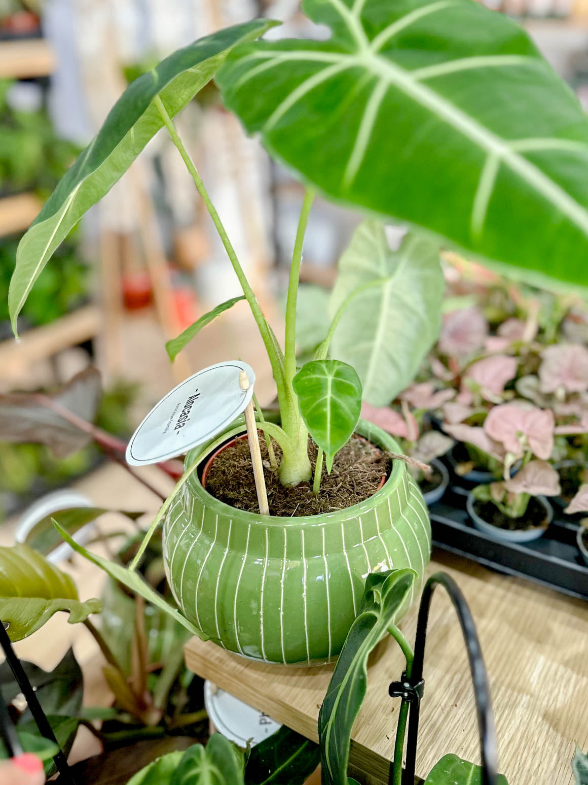 Cache pot CARUM