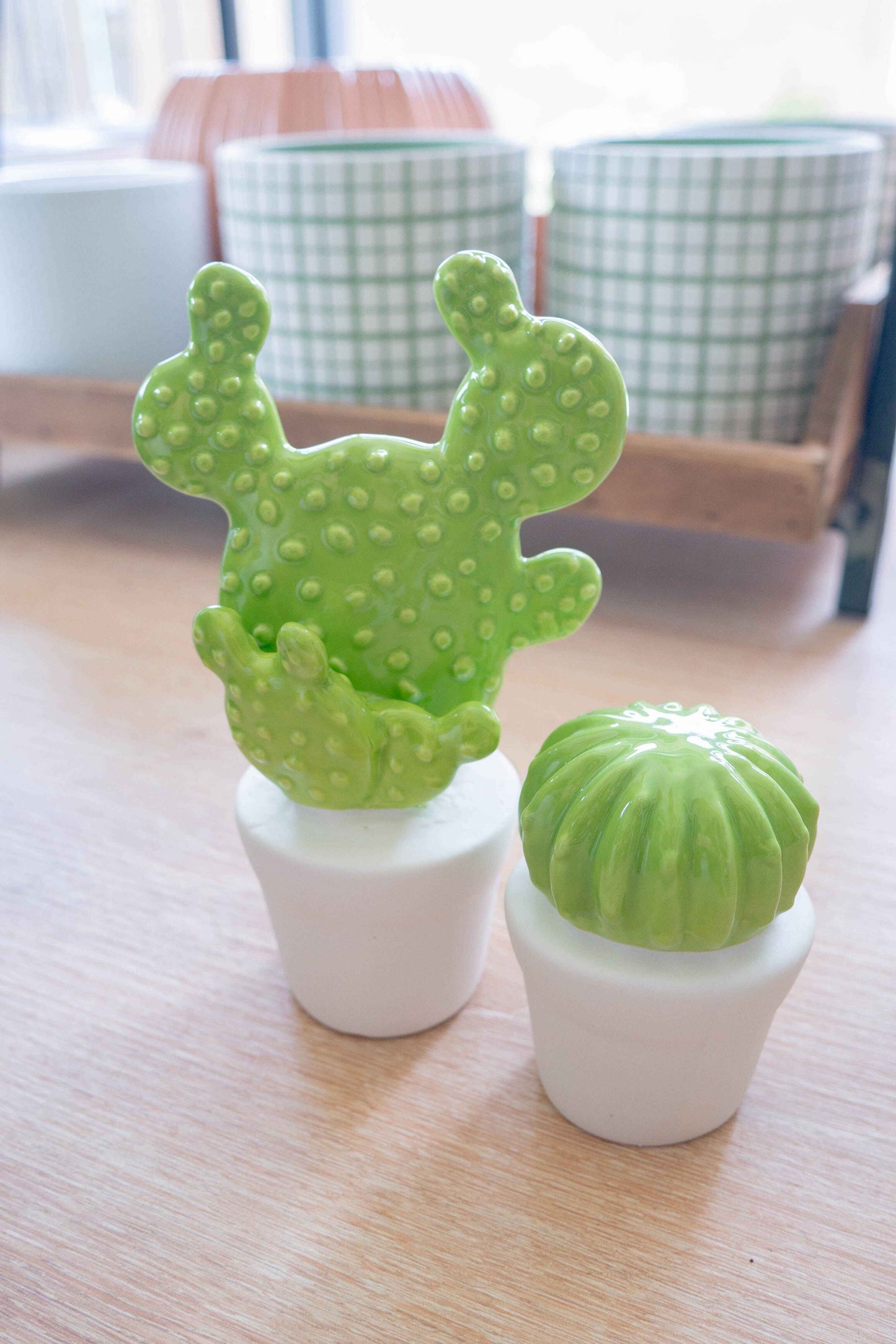 CACTUS CURIEUX