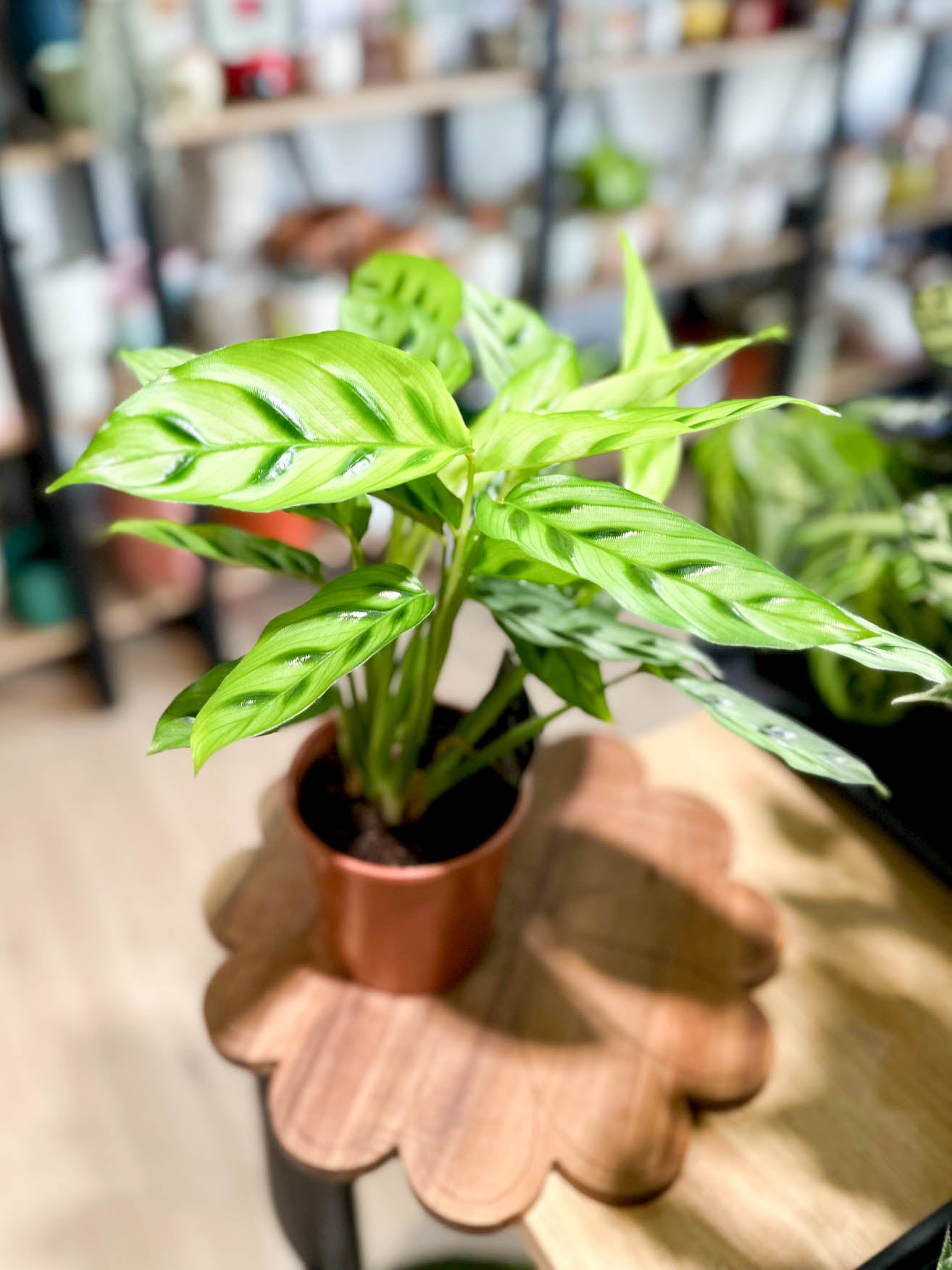 Calathea LEOPARDINA