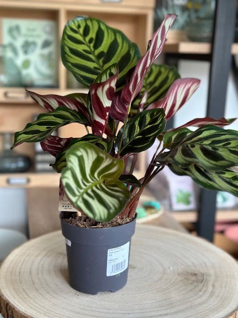 Calathea MAKOYANA