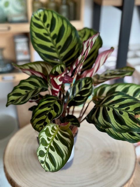 Calathea MAKOYANA